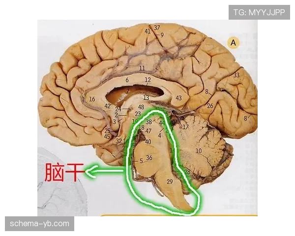 罚球区到底能做什么?一文拆解禁区内的判罚规则 罚球区到底能做什么?一文拆解禁区内的判罚规则